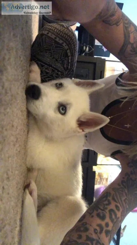 Husky Puppy