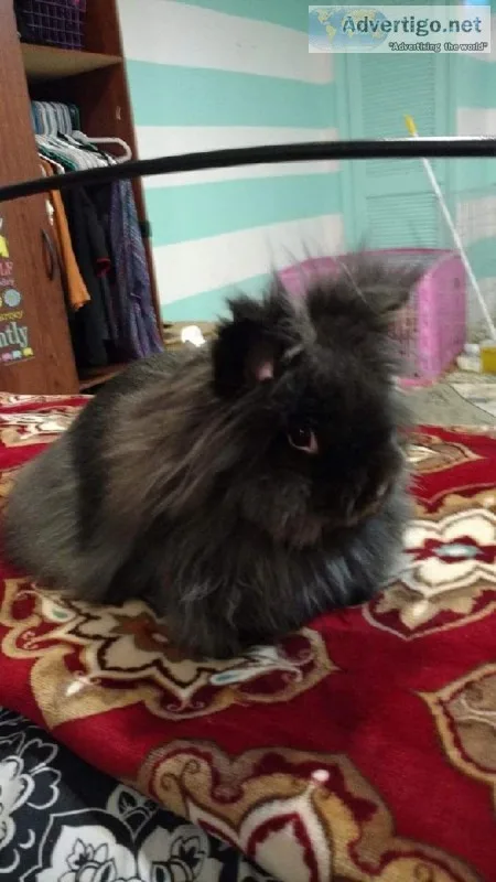 Star the bunny