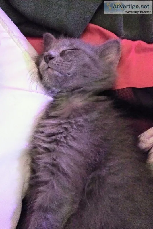 Free adorable kittens
