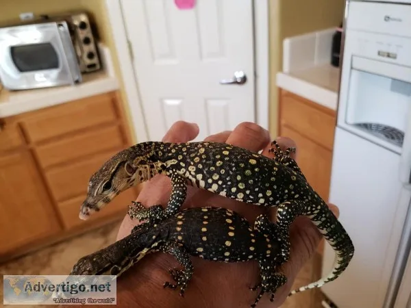 Males and females lace monitor for sale