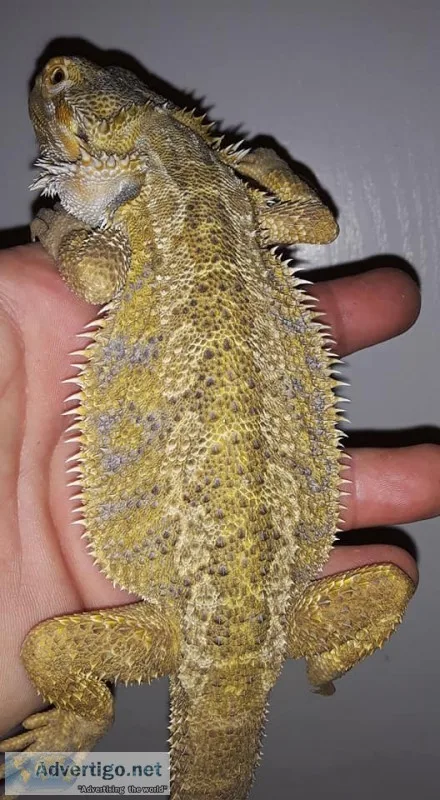 Males and females hypo bearded dragons 