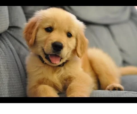 Golden retriever puppies