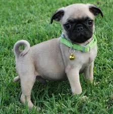  pug puppies for sale