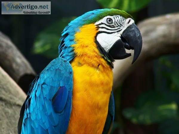 Blue and gold macaw parrot 