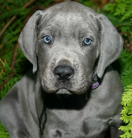 Blue great dane puppies 