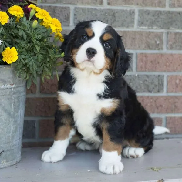 Bernese mountain puppies 