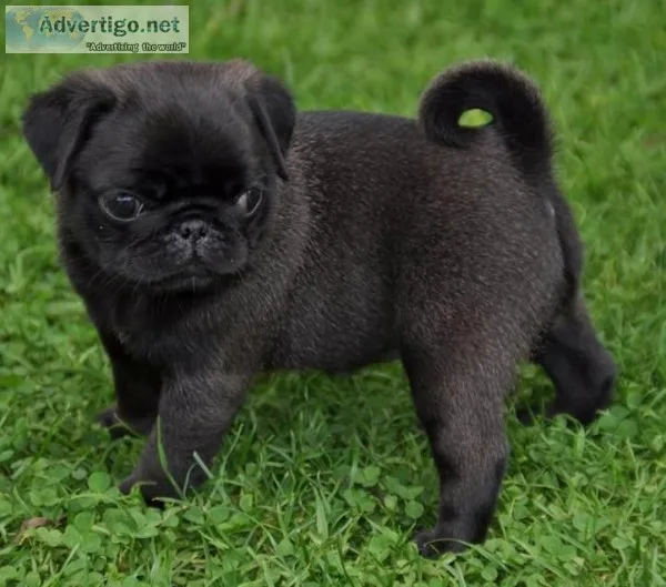  pug puppies for sale
