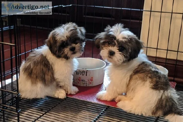 Two Teddy Bear Puppies