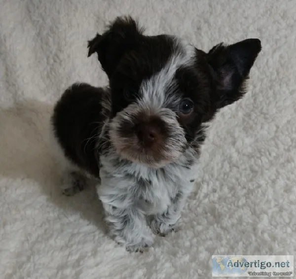 Yorkshire Terrier