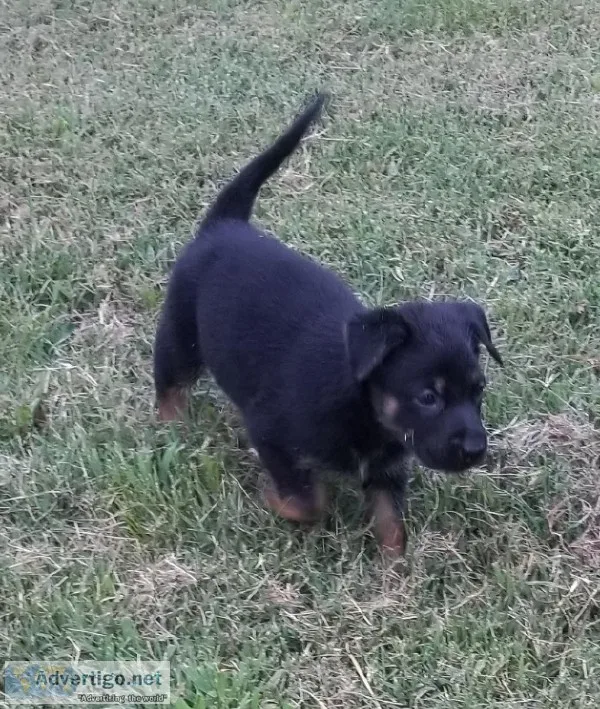 German ShepherdBelgian Shepherd pups