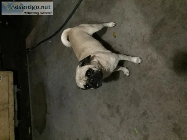 Pug rehome