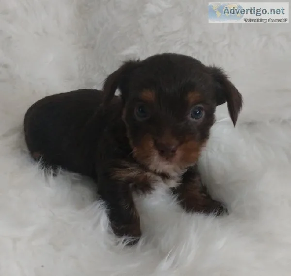 Chocolate Yorkshire Terrier