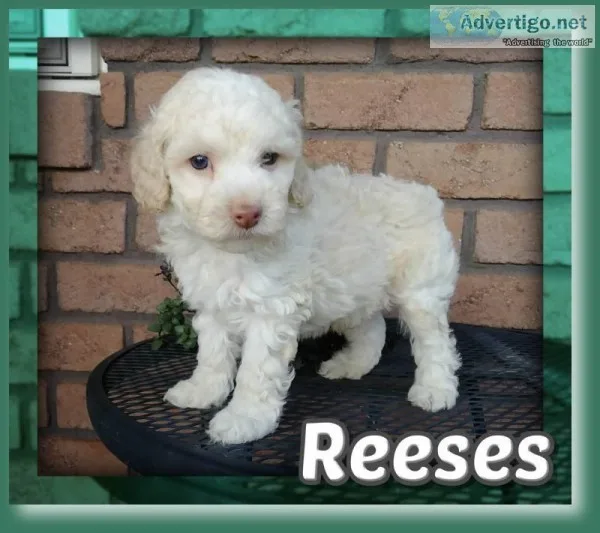 Reeses Male Cockapoo
