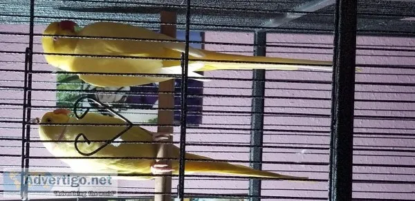 Lutino Indian Ringneck Breeders