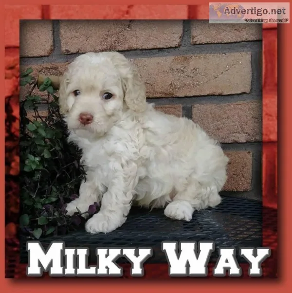 Milky Way Male Cockapoo
