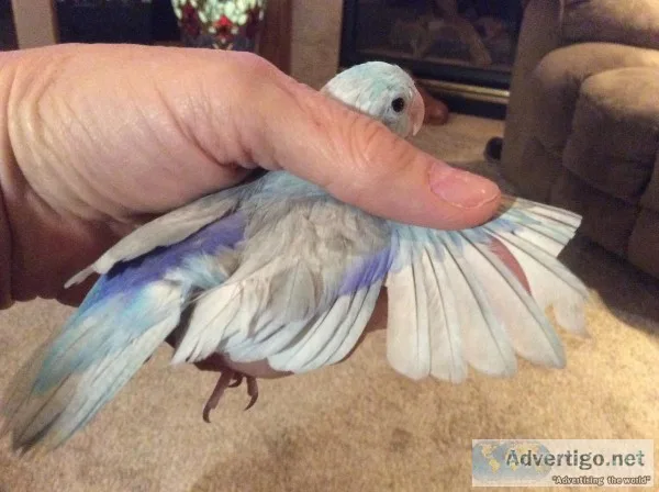 Bonded pair of parrotlets