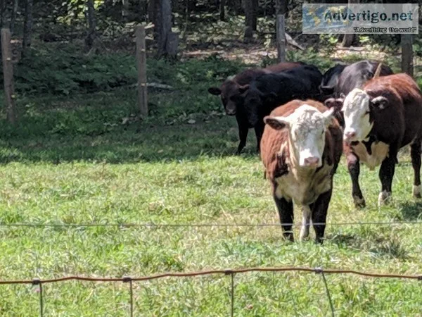 Hereford heifer