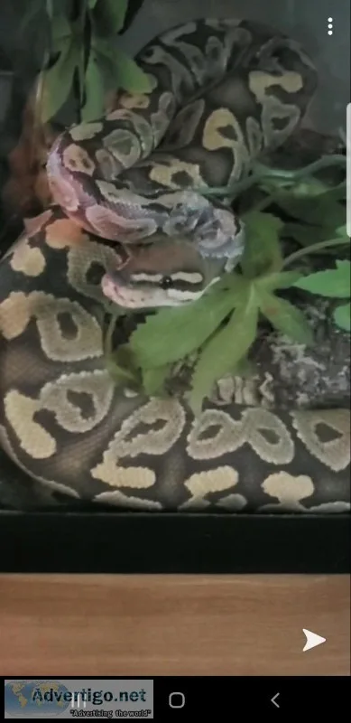 Ghost ball python