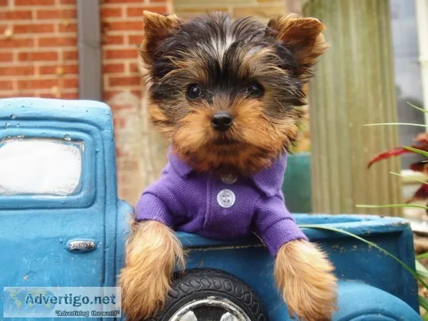 Yorkie puppies available for adoption