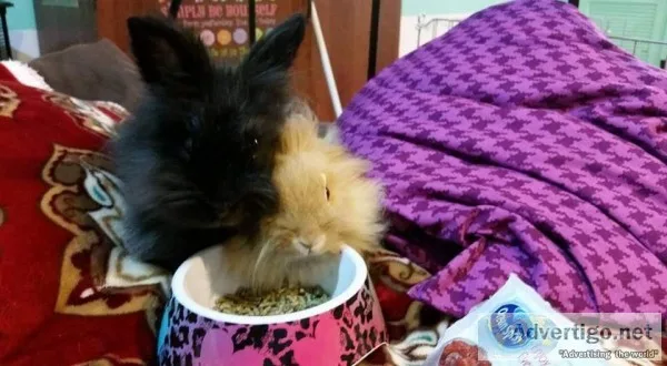 Bonded rabbit pair