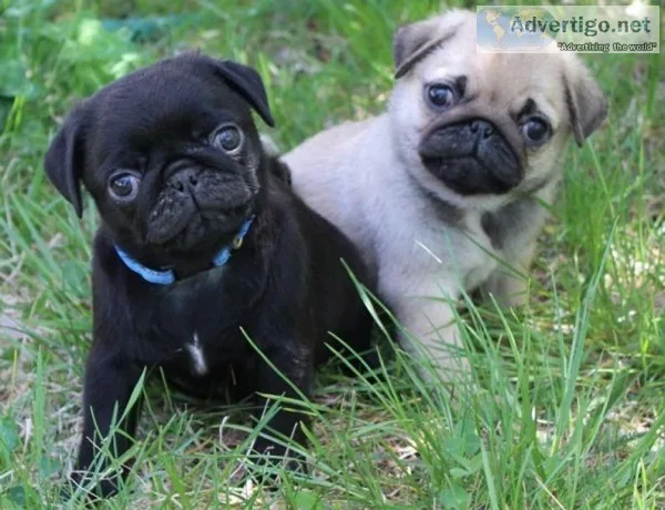  pug puppies for sale