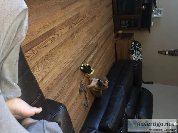 Puggle-Oscar