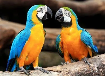 Blue and gold macaw parrot 
