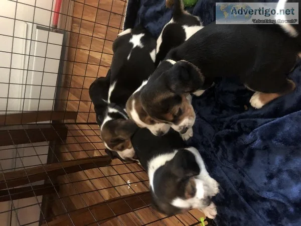 Beagle puppies