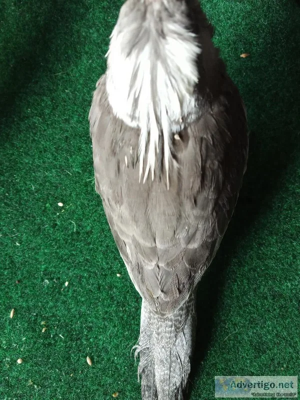 8 wk old cockatiels.tame and friendly.
