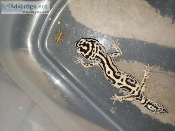 Leopard Gecko s Rare