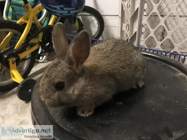 Baby Bunnies - pets only