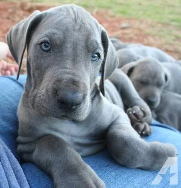 Blue great dane puppies 