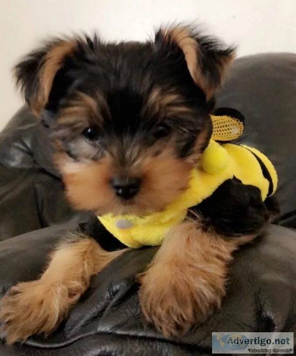 Teacup yorkie puppies he s 12weeks  available
