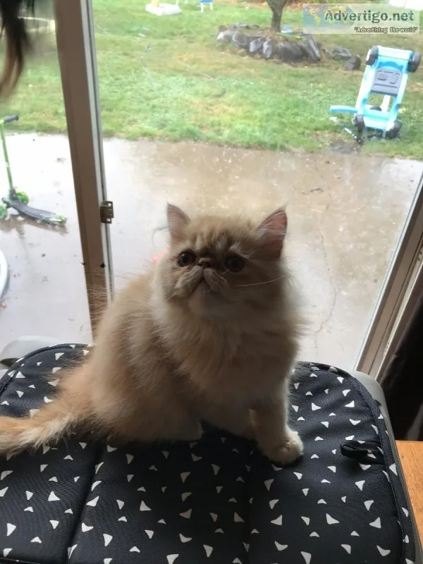 CFA Persian Kittens