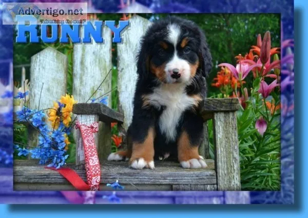 Ronny Male Bernese Mountain Dog AKC