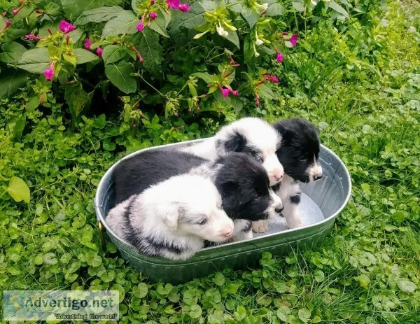 AussieBorder Collie