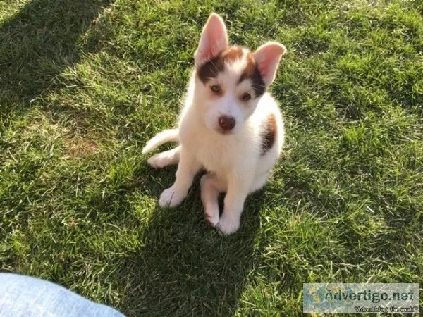 Husky German Shepherd cross