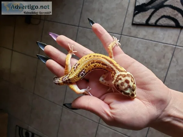 Tangerine leopard gecko