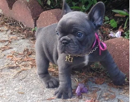Blue french bulldog puppies