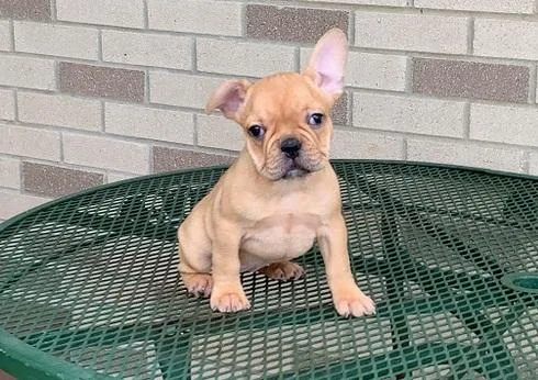Adorable Akc French bulldog Puppies available