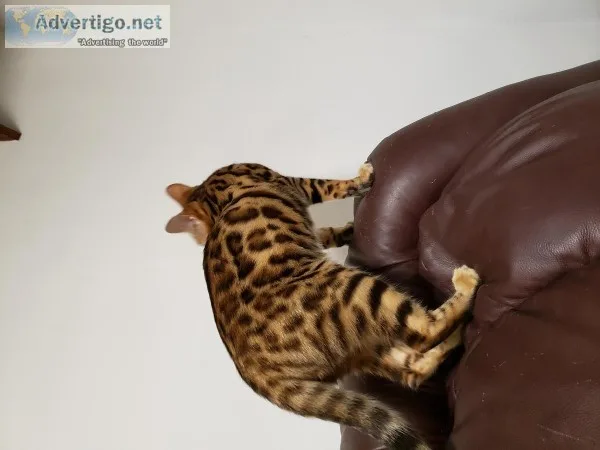 Bengal kittens available