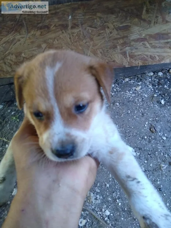 Free puppies