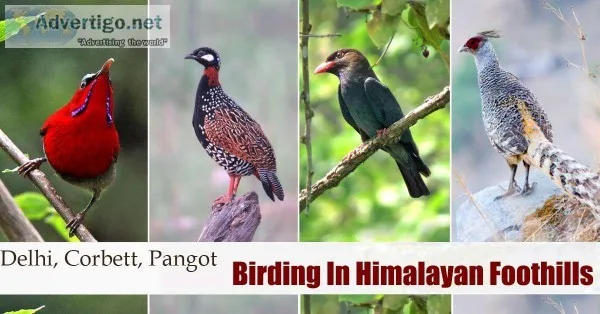 Central Himalayan Birding Tour