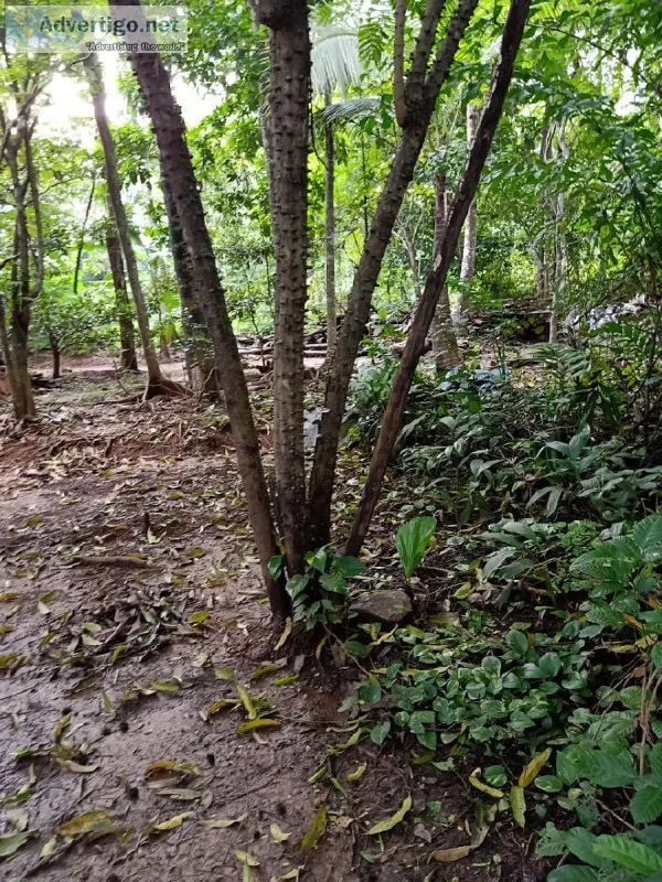 Pathimugam Plant for sale