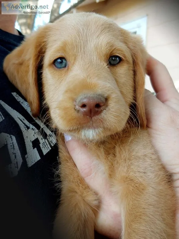 Mini Labradoodle Flat Coat Blue Eyes Apricot Color