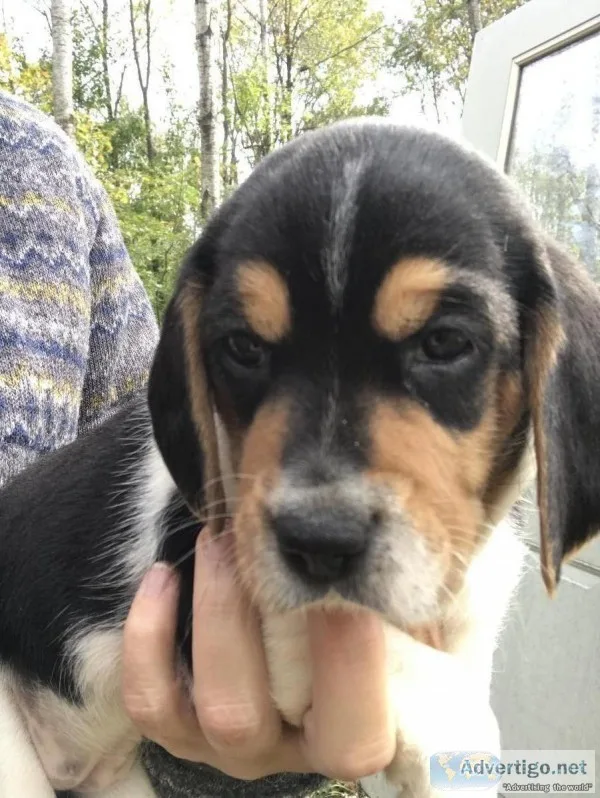 AKC Beagle Puppies