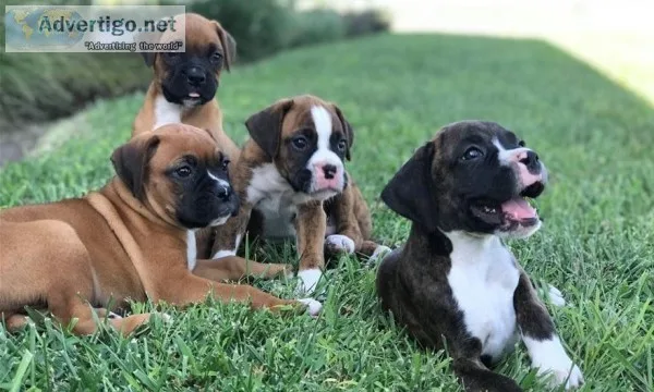 Adorable litter of Akc reg boxer puppies