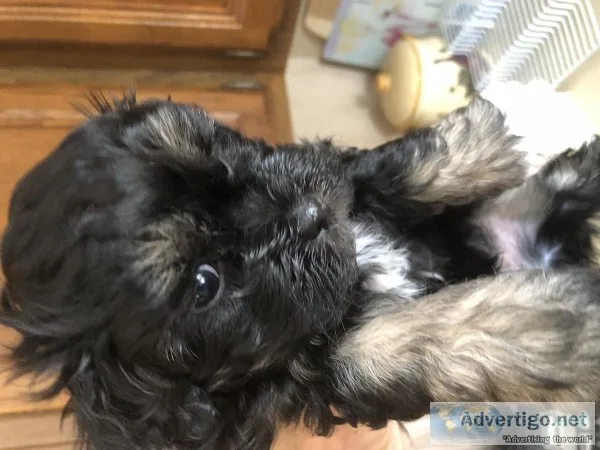 Maltipoo puppy