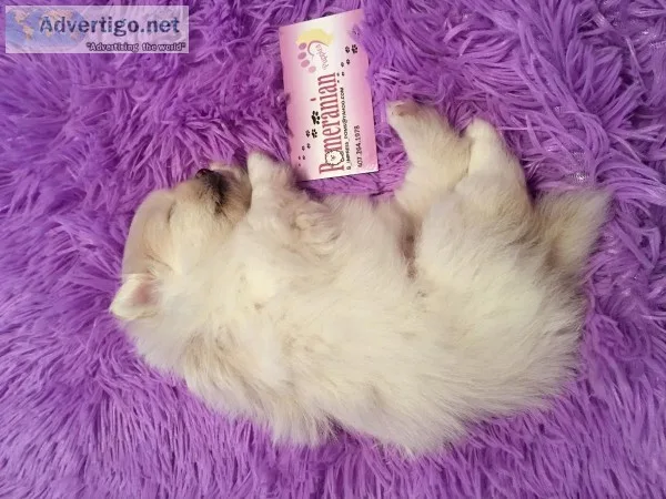 Pure Pomeranians