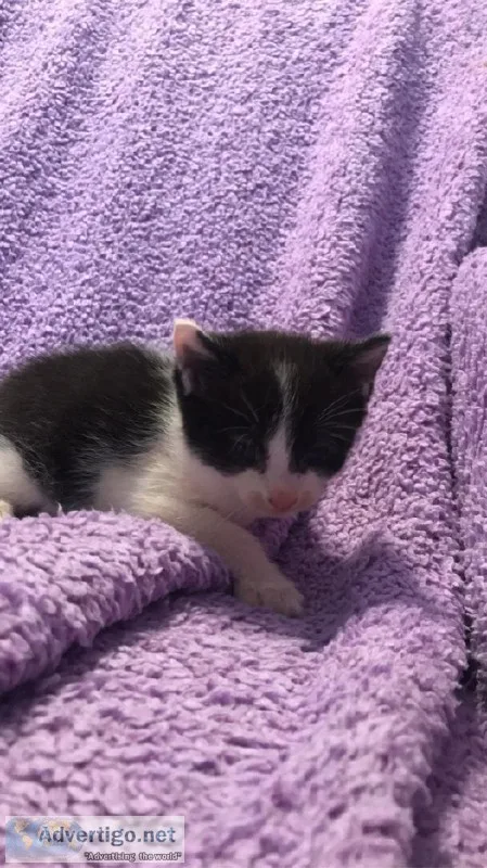 Kittens